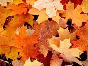 осень, листья, сухоцвет, гербарий, украшения для дома