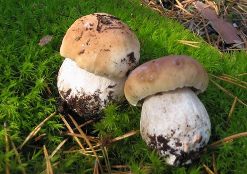 Как сушить белые грибы на зиму