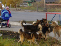 В Волгограде стая  бродячих собак напала на 4-летнюю девочку