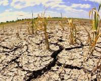 В Волгоградской области введен режим ЧС из-за почвенной засухи