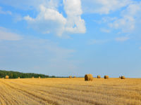 В Волгоградской области собрали 1,3 миллиона тонн зерна