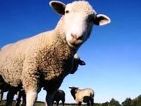 В Волгоградской области задержали похитителей отары овец