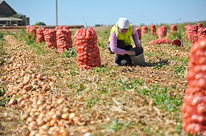395 тысяч тонн овощей реализовано хозяйствами волгоградского региона 