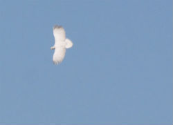 В небе над Волго-Ахтубинской поймой орнитологи заметили орлана-альбиноса