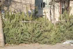 В Волгограде чиновнику дали взятку за елки