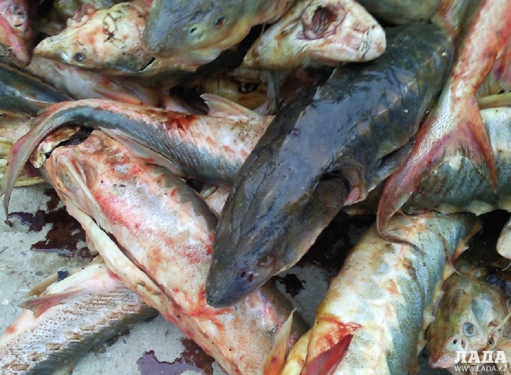 В Волгоградской области за минувший год выловили 5 тысяч тонн рыбы