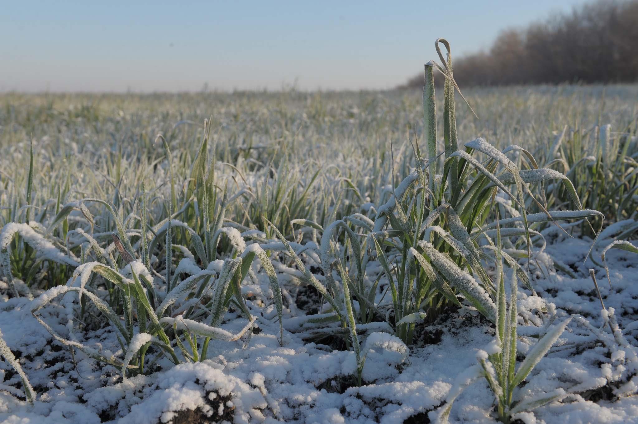 В Волгоградской области из-за похолодания пострадали 24% озимых посевов