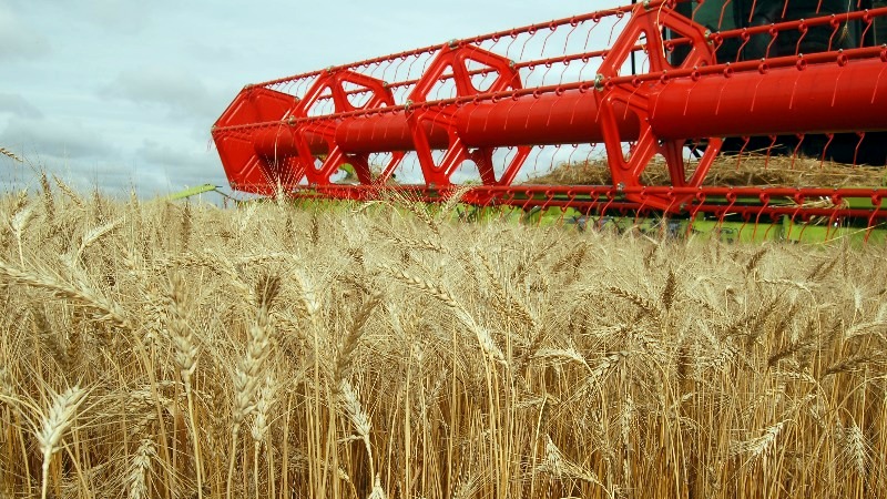 Аграрии Волгоградской области намолотили более 3,5 миллионов тонн зерна
