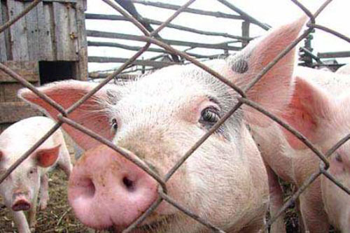 В 14 районах Волгоградской области введен режим ЧС из-за чумы свиней