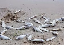 В Волгограде массово гибнет рыба в Волге