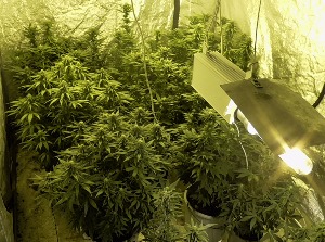 Под Волгоградом полиция обнаружила нарколабораторию с 12 кг марихуаны