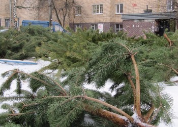 В Волгограде выброшенные елки переработают на удобрения 