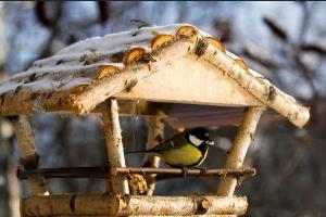 В Волгоградской области провели «Марафон помощи птицам»