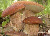 В России обсуждают налог на грибы 