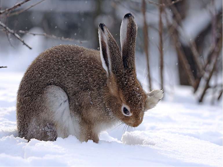 В Волгоградской области  завершена охота на зайца-русака
