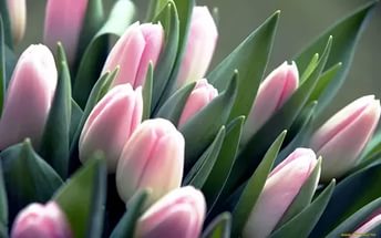 В Волгоградской области зацвели более 30 тысяч тюльпанов
