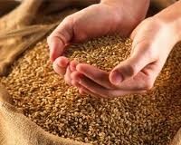 Турция ввела пошлины в 130% для российского зерна
