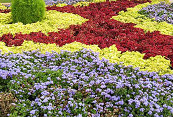 Волгоград украсили свыше 30 тысяч цветов