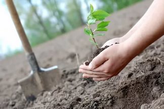 В Волгоградской области высажено более четырех миллионов деревьев