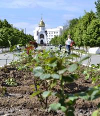 В Волгограде на Аллее Славы высадили более 1200 кустов роз