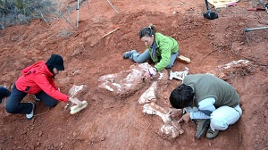 Найдены останки самых древних динозавров на Земле