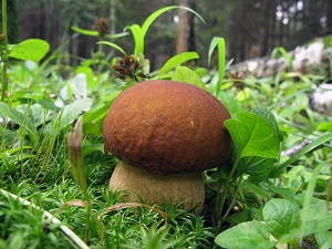 В Волгоградской области открывается грибной сезон