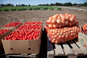Волгоградские аграрии нацелились собрать миллион тонн овощей