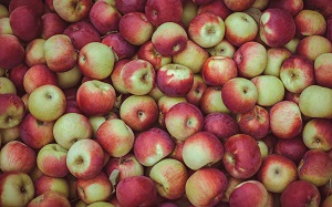 Как бесплатно раздали 30 тысяч кг яблок