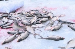 На Ахтубе массово гибнет рыба