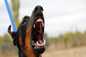 В Госдуме предложили штрафовать за выгул особо опасных собак без намордника