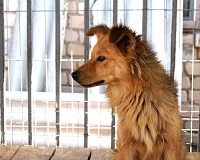 В Волгограде утвердили порядок работы с бездомными животными