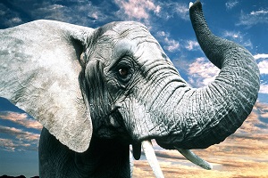 В Волжском из-за непогоды отменили шествие слонов