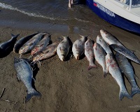 Троих волгоградцев поймали за незаконный лов рыбы