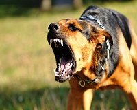 В России могут ввести штраф за выгул опасных собак без намордника