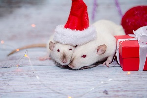 В чем встречать год Крысы?