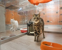 В Волгограде открылся отель для домашних животных