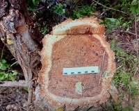 Под Волгоградом мужчина незаконно спилил 78 деревьев