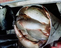 Под Волгоградом двоих рыбаков задержали с 200 кг рыбы