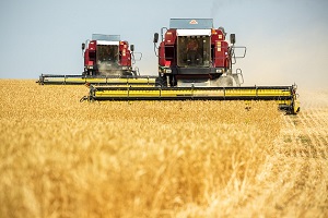Волгоградские аграрии собрали первый миллион тонн зерна