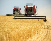 В Волгоградской области стали известны районы-лидеры по урожаю зерна