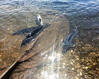 Водоёмы Волгоградской области наполняют рыбами