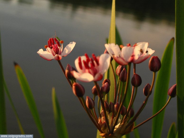 цветок на берегу Хопра. цветы, река, Хопер