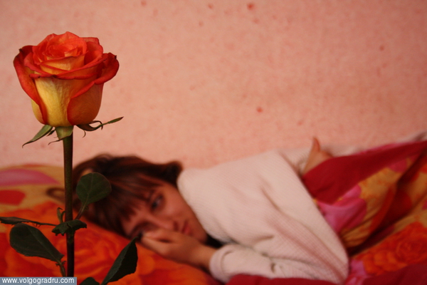 Нежная роза. роза, цветок, девушка