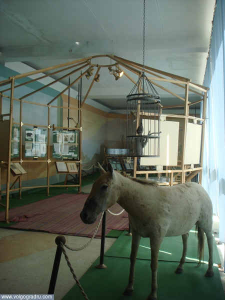 та самая  лошадь Пржевальского. музей, чучело, лошадь Пржевальского