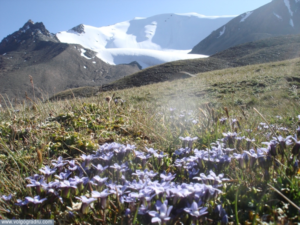 вот ещё цветочки из поднебесья. ледник, 4000 м.растительность, горы