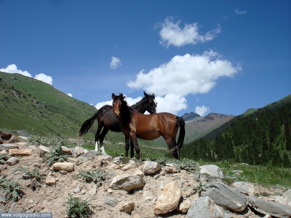 Лошадки-скалолазки. лошади, горы, лошадиные тропы