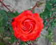 Роза, лихо закручено природой