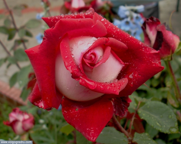 Красная роза. цветок, роза, роса