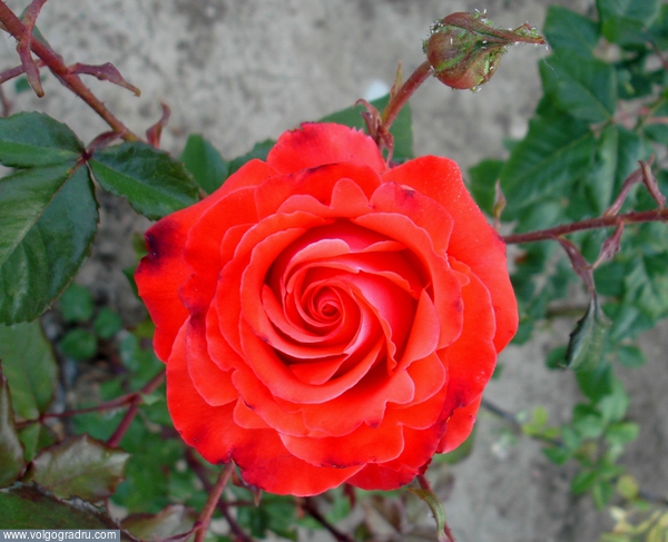 Роза, лихо закручено природой. роза, цветок, растение