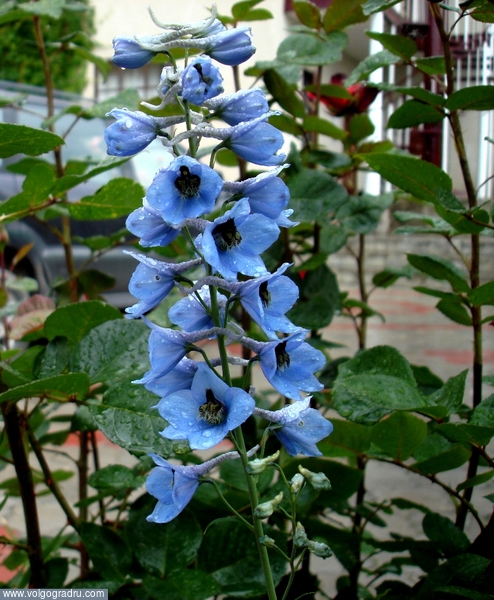 Синий. цветок, синий цвет, растение